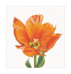 Набор для вышивания THEA GOUVERNEUR арт.523 Оранжевый тюльпан 34х36 см