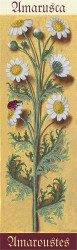 Набор для вышивания PANNA "Живая картина" арт. JK-2119 Ботаника. Ромашка 7х24,5 см