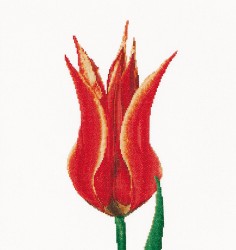 Набор для вышивания THEA GOUVERNEUR арт.515 Красный тюльпан 34х36 см