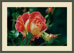 Набор для вышивания бисером GALLA COLLECTION арт.Л 336 Чайная роза 37х24 см