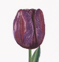 Набор для вышивания THEA GOUVERNEUR арт.514 Фиолетовый Тюльпан Триумф 34х36 см