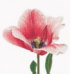 Набор для вышивания THEA GOUVERNEUR арт.518 Розовый тюльпан 34х36 см