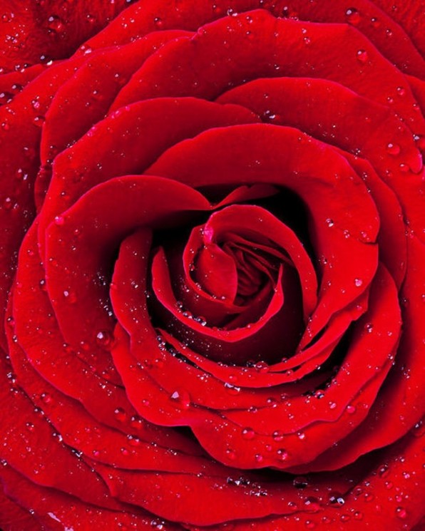 Набор "Колор Кит" картина со стразами арт.КК.CKC034 Красная роза 40х50