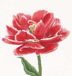 Набор для вышивания THEA GOUVERNEUR арт.520 Ранний, красно-белый тюльпан 34х36 см