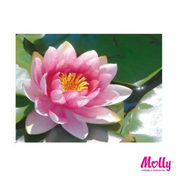 Картины по номерам Molly арт.KH0249 Лотос (15 Цветов) 15х20 см