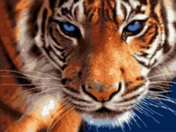 Картины по номерам Взгляд тигра EX5808 30х40 тм Цветной