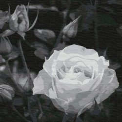 Картины по номерам Molly арт.KHM0035 Белая роза (24 цвета) 30х30 см