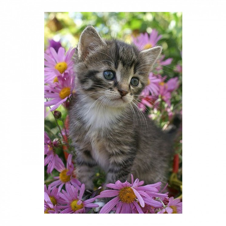 Картина по номерам с цветной схемой на холсте Molly арт.KK0605 Серый котенок (18 цветов) 30х40 см