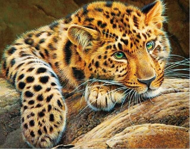 Алмазная вышивка Африканский леопард LG020 40х50 тм Цветной