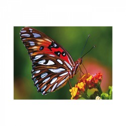 Картины мозаикой Molly арт.KM0890 Яркая бабочка (16 цветов) 15х20 см