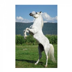 Картина по номерам с цветной схемой на холсте Molly арт.KK0616 Белый конь (19 цветов) 30х40 см