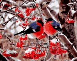 Картины по номерам Снегири на веточке рябины GX8859 40х50 тм Цветной