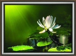 Набор ЧМ арт. КС-1014 для изготовления картины со стразами Crystal Art Белый лотос 30х42 см упак (1 шт)