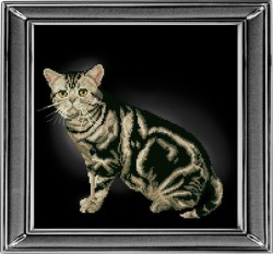 Набор для вышивания мулине КРАСА И ТВОРЧЕСТВО арт.20912 Американская короткошерстная кошка 28х28 см