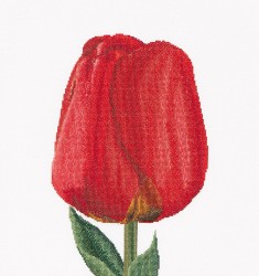 Набор для вышивания THEA GOUVERNEUR арт.521 Красный тюльпан Дарвинов гибрид 34х36 см