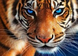 Алмазная вышивка Голубоглазый тигр LE069 30х40 тм Цветной