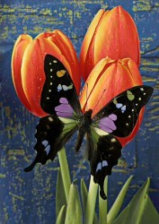 Алмазная мозаика на холсте ГРАННИ арт.Ag3436 Бабочка на тюльпанах 27х38см